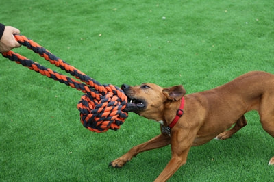 Szczęśliwe orzechy zwierząt dla węzłów Extreme Ball Tugger