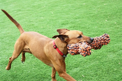 Happy Pet Nuts für Knoten extrem knochengrau Orange