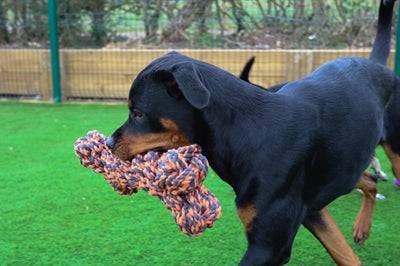 Happy Pet Nuts für Knoten extrem knochengrau Orange