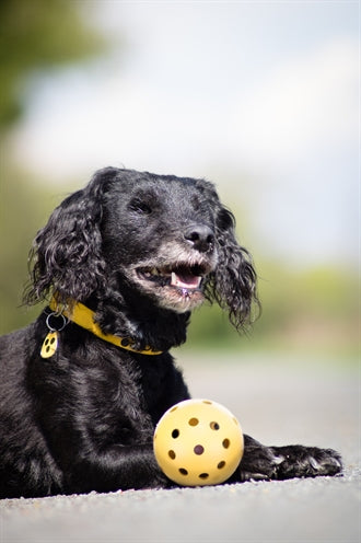 Trixie Gatenbal naturgummi med bjelle for blind eller funksjonshemmet hund