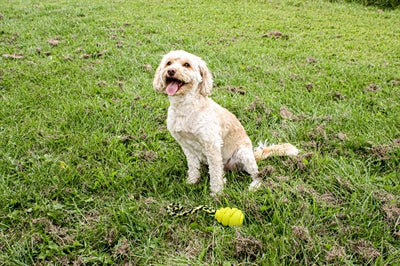 Feliz mascota grrrelli suave tirón amarillo