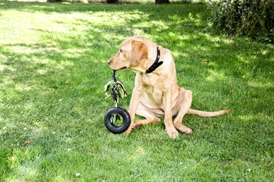 Feliz mascota grrrelli neume tirón negro verde