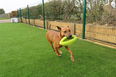 Happy Pet Grubber Interactive Rugbyball