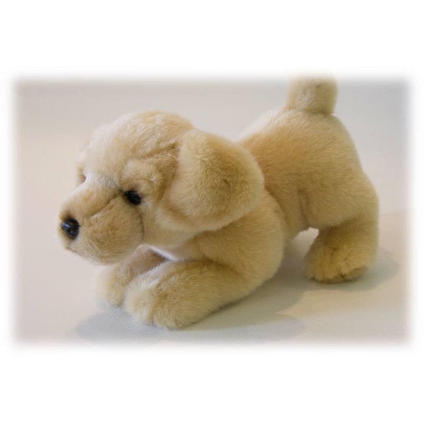 Golden retriever 23 cm